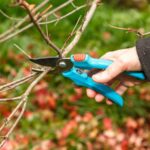 5 Causes You Ought to By no means Prune Your Bushes in Fall