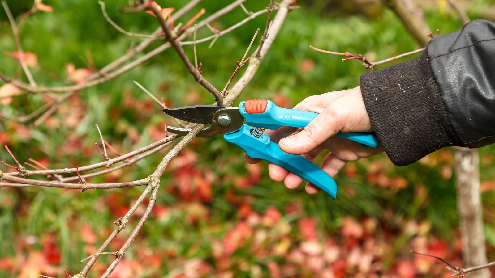 5 Causes You Ought to By no means Prune Your Bushes in Fall