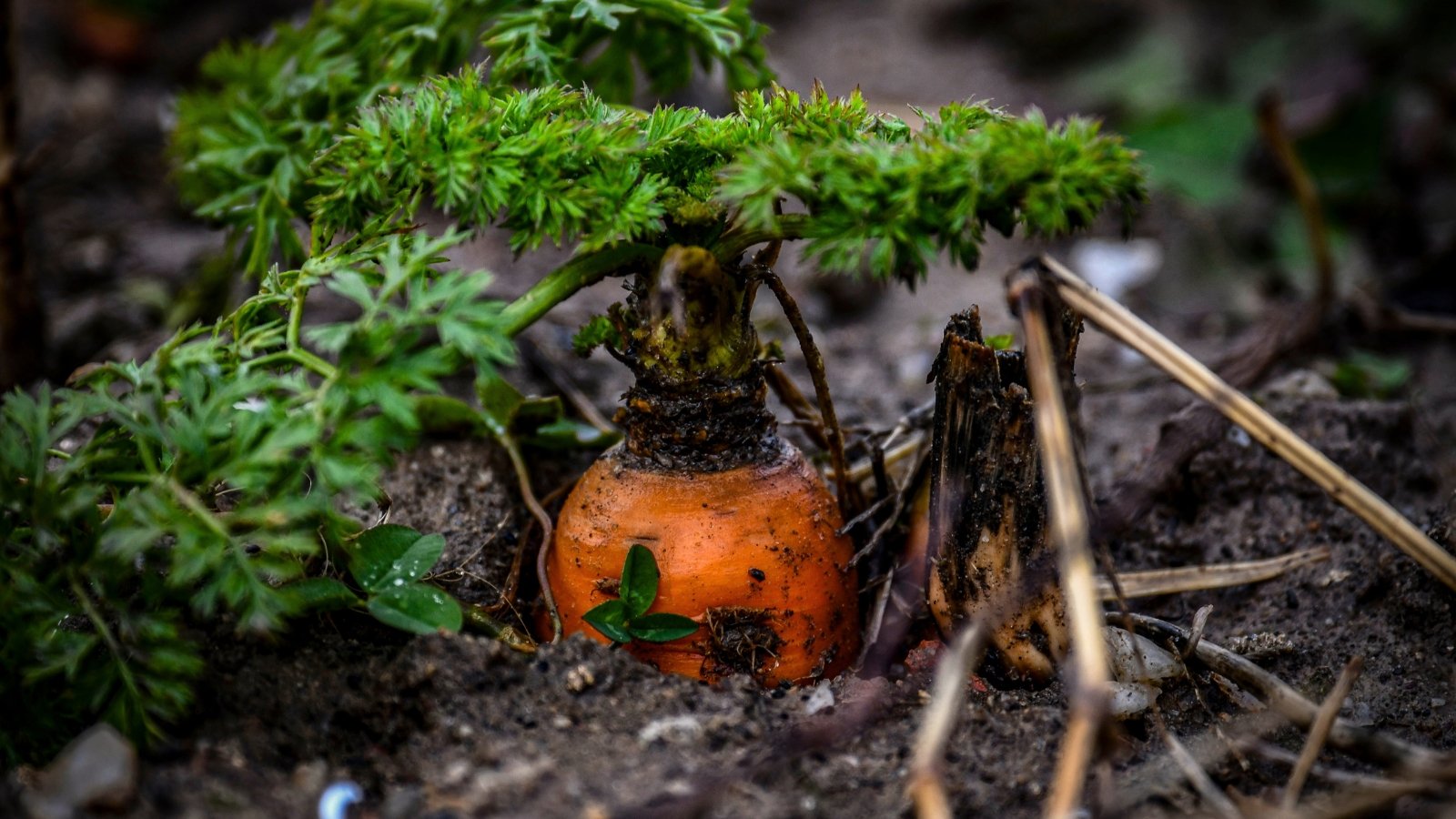 Leaving Carrots within the Floor For Winter: Easy methods to Overwinter Carrots