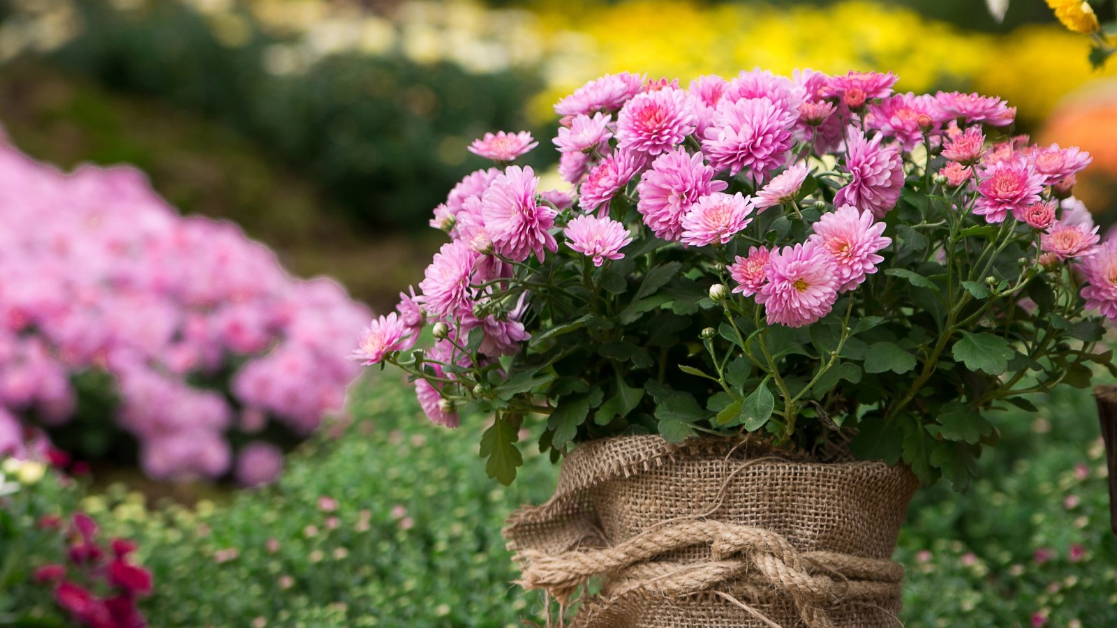 Our Favourite 19 Perennials That Present Off in Fall