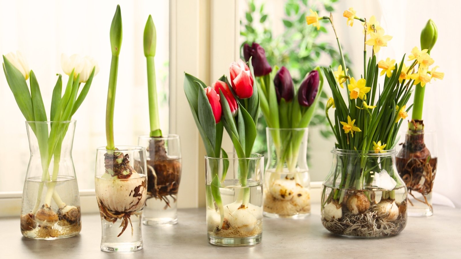 Plant These 13 Flowering Bulbs Now For Vacation Shows