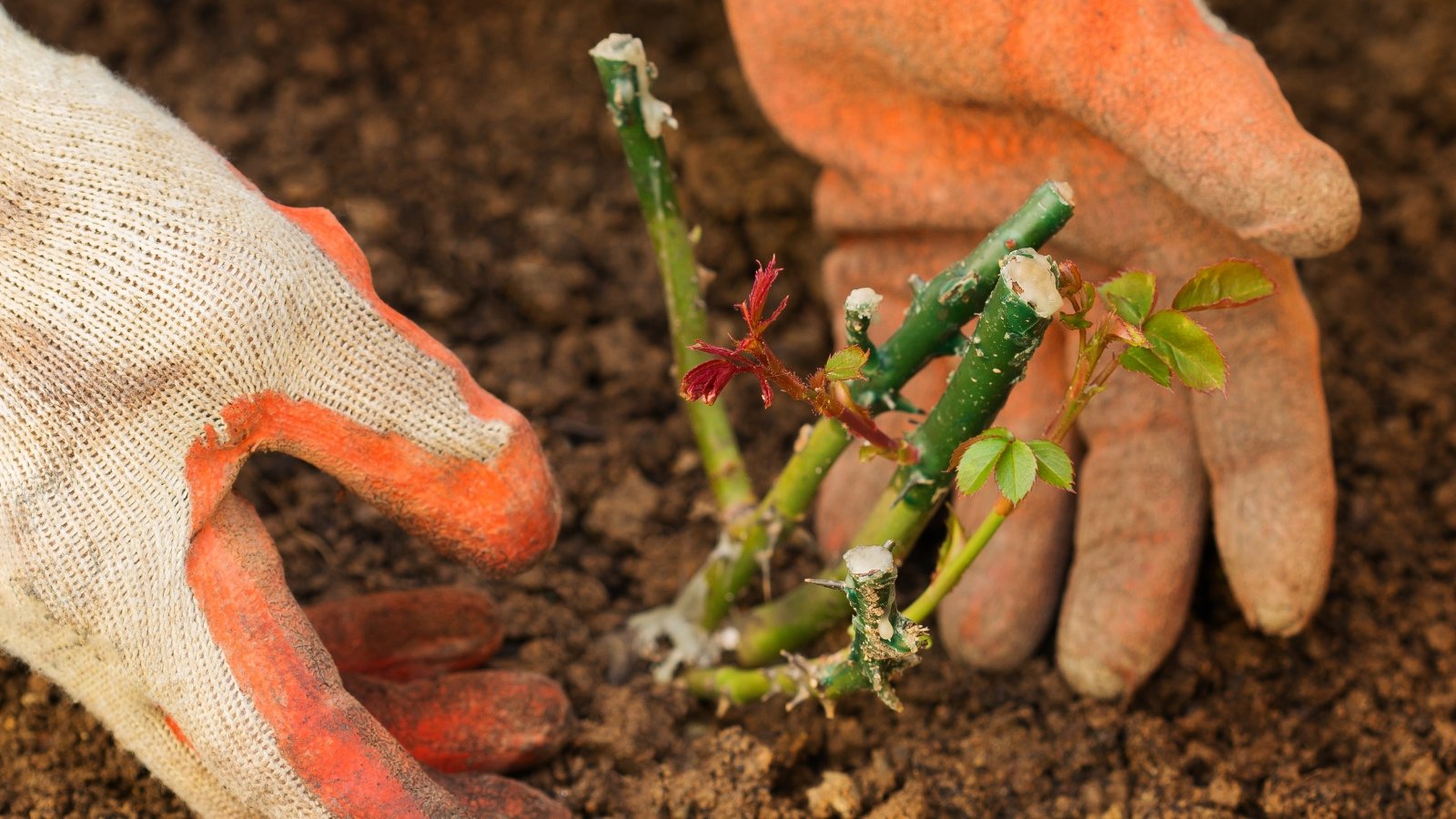 5 Advantages of Planting Roses within the Fall