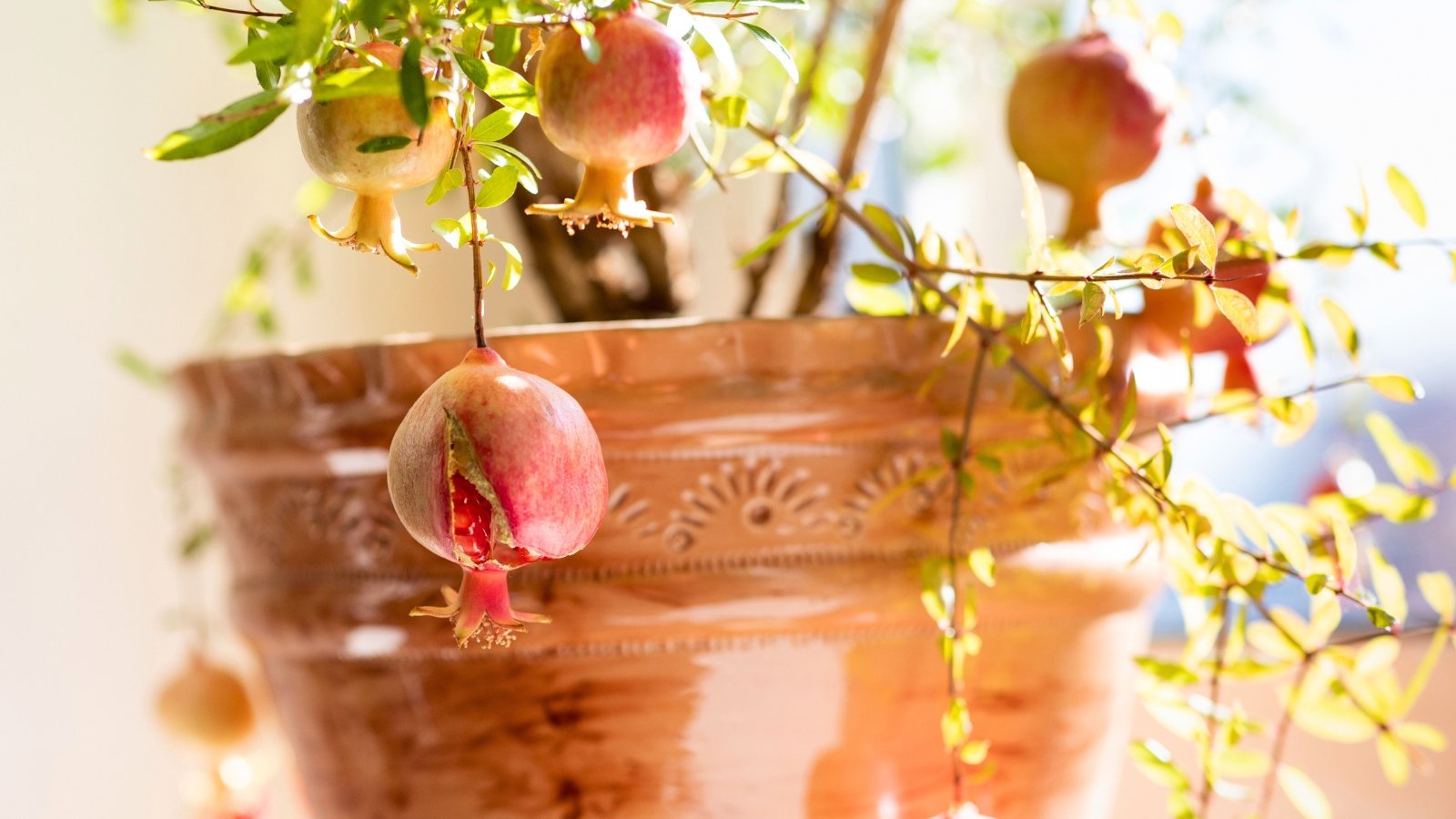 Tips on how to Develop Pomegranate Timber in Pots and Containers