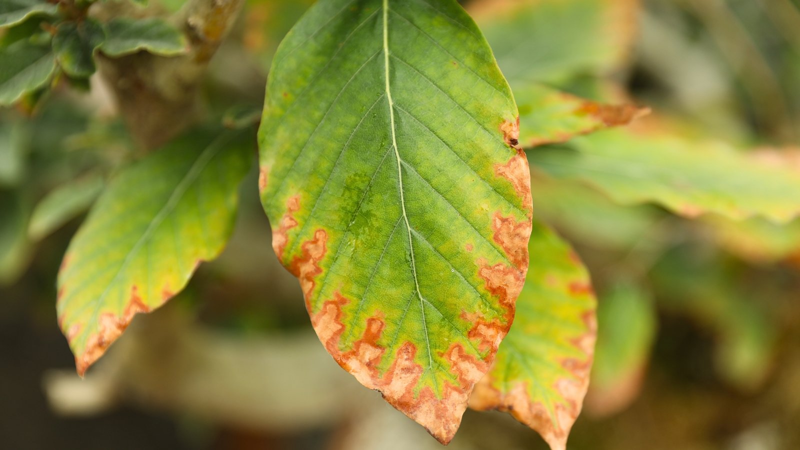 What’s Salt Burn in Vegetation?