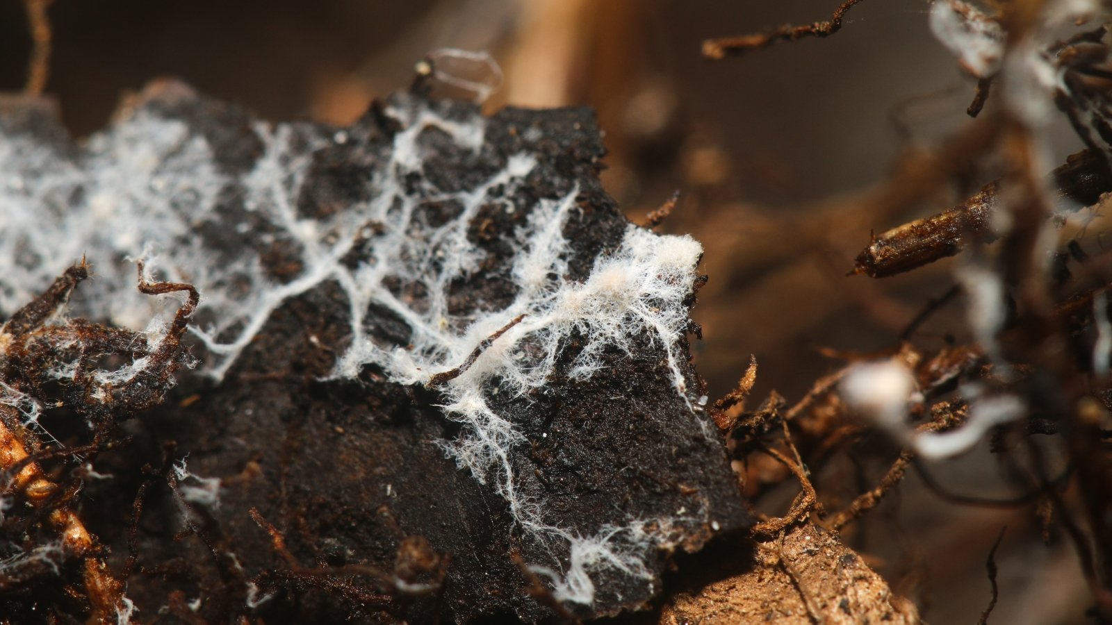 What’s Mycorrhizal Fungi? Is It Good For My Backyard?