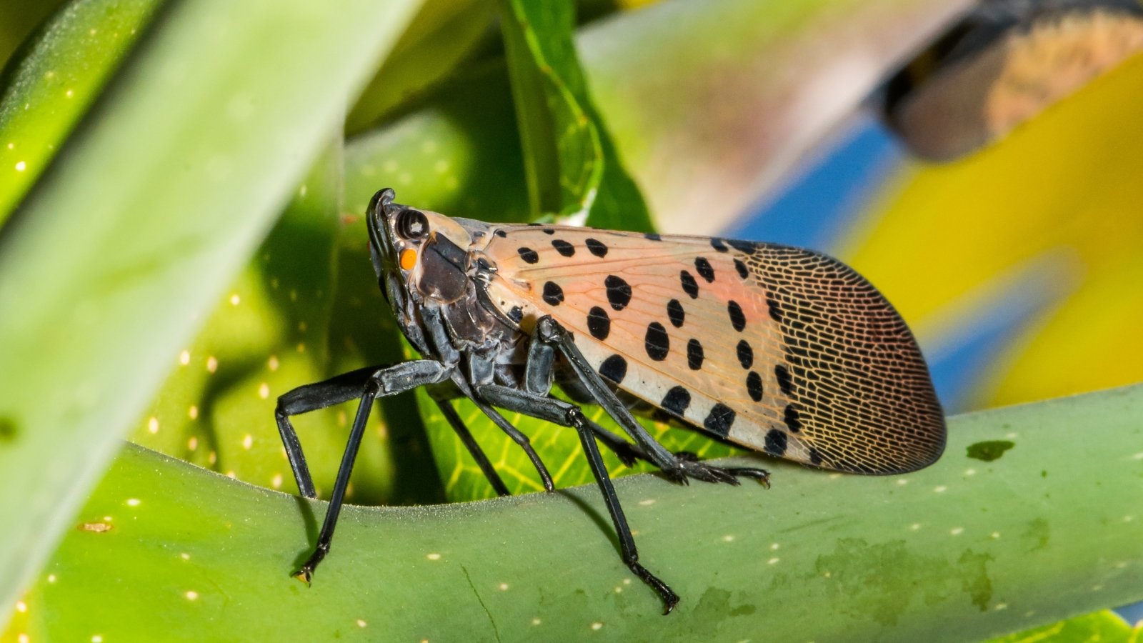 The right way to ID and Handle Them within the Backyard