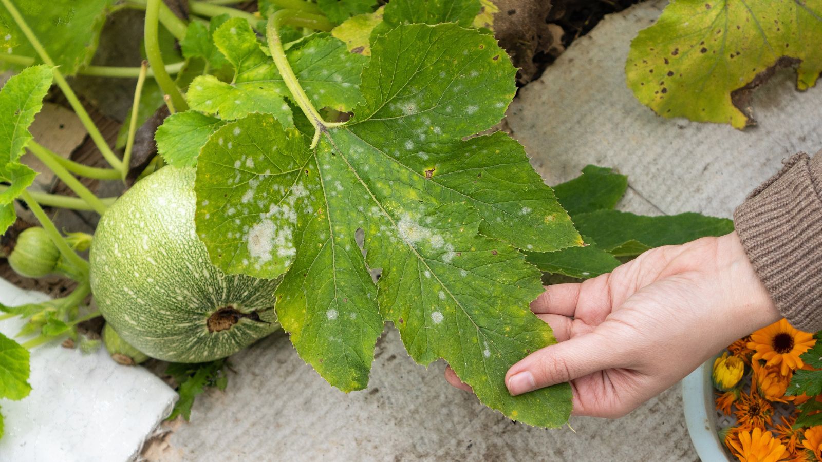 Why Are the Leaves on my Squash Turning White?